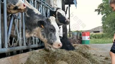 小金发女孩把青草送给黑白牛，笑。 动物饲养，<strong>生态养殖</strong>理念。